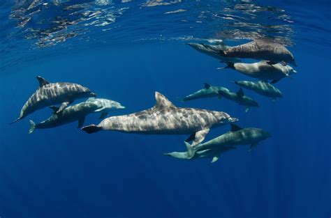Miani dolphins mascors flipper